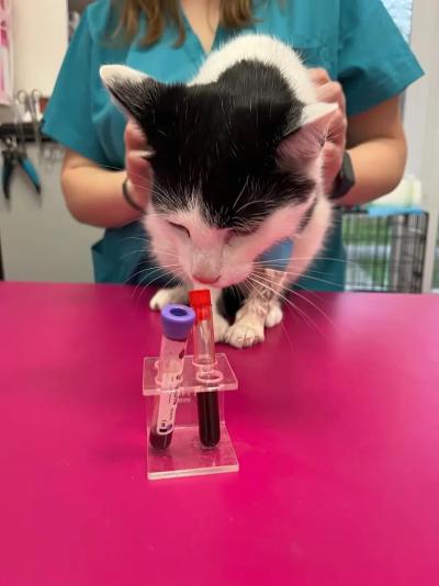 Nowy Vitalvet - przychodnia weterynaryjna, weteryn
