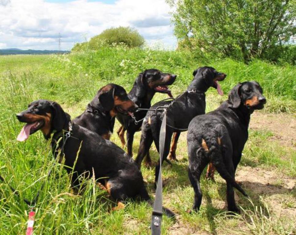 Reproduktory GOŃCZY POLSKI polujące zapraszają