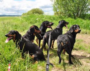 Reproduktory GOŃCZY POLSKI polujące zapraszają