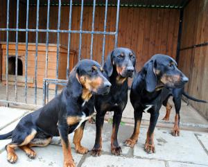 Reproduktory GOŃCZY POLSKI polujące zapraszają