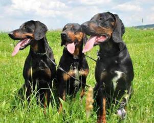 Reproduktory GOŃCZY POLSKI polujące zapraszają