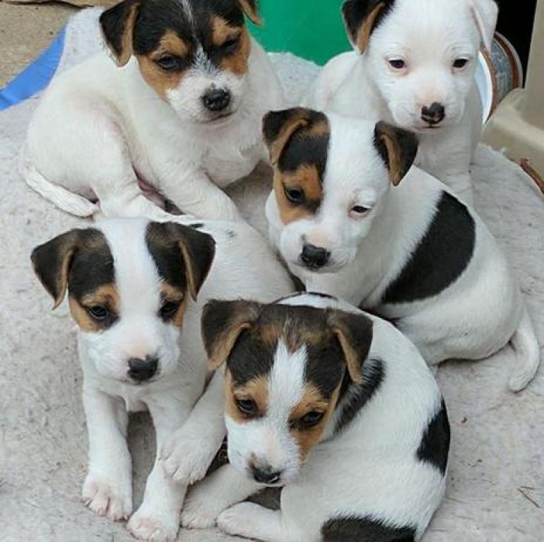 Szczeniaki Jack Russell