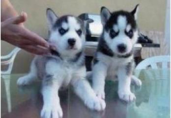 Szczeniaki syberyjskiego husky