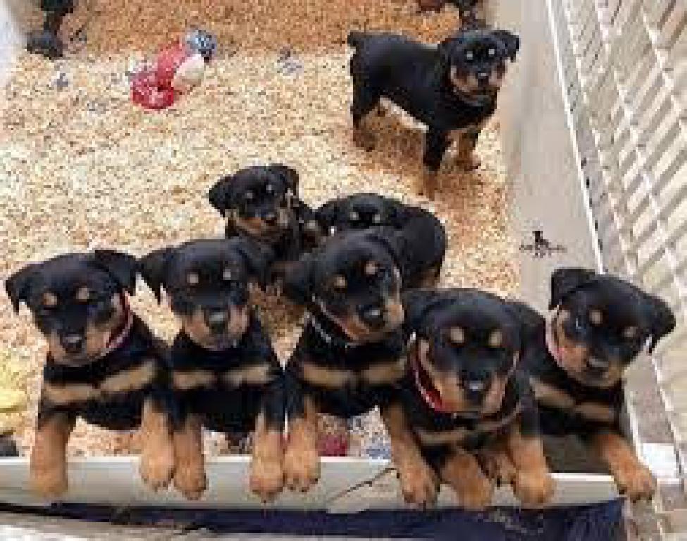 Szczenięta rottweilera z rodowodem