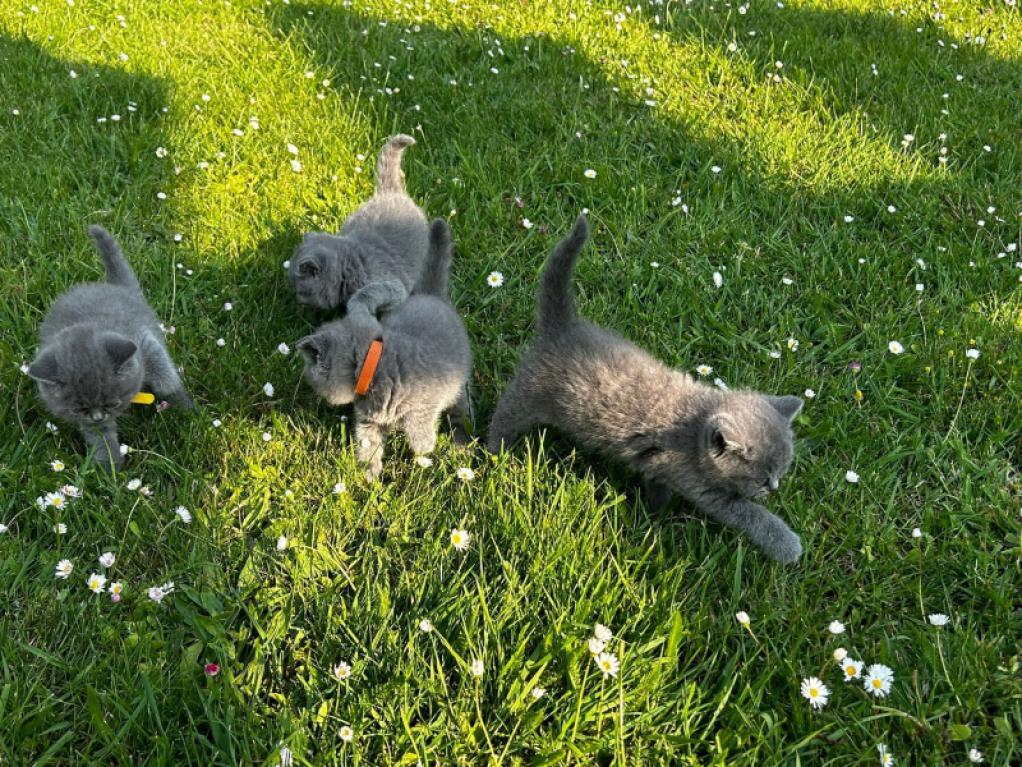 Продаются британские короткошерстные котята породы